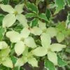Bonte Kornoelje (Cornus Kousa 'Samaritan') -Groene Pracht cornus kousa samakatin