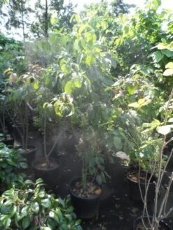 Veelbloemige Kornoelje (Cornus Florida 'Cloud Nine') 10 Veelbloemige Kornoelje (Cornus Florida 'Cloud Nine') -Groene Pracht cornus florida 150 175 200 c50 1