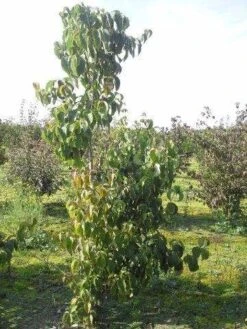 Veelbloemige Kornoelje (Cornus Florida 'Cloud Nine') 11 Veelbloemige Kornoelje (Cornus Florida 'Cloud Nine') -Groene Pracht cornus florida 180