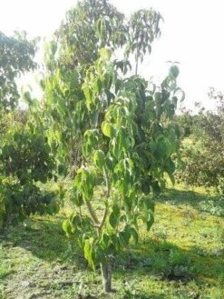 Veelbloemige Kornoelje (Cornus Florida 'Cloud Nine') 13 Veelbloemige Kornoelje (Cornus Florida 'Cloud Nine') -Groene Pracht cornus florida 180 3