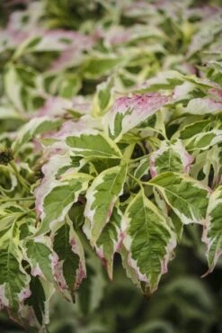 Kornoelje (Cornus Florida 'Cherokee Daybreak') 8 Kornoelje (Cornus Florida 'Cherokee Daybreak') -Groene Pracht cornus florida cherokee daybreak 1
