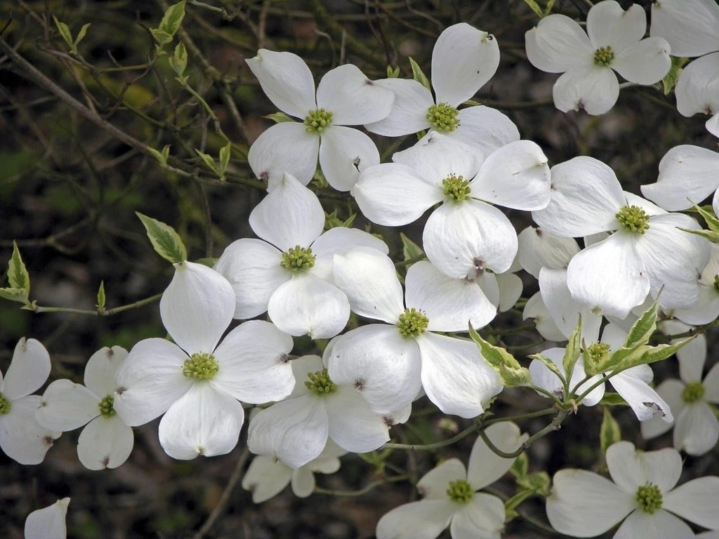 Kornoelje (Cornus Florida 'Cherokee Daybreak') 6 Kornoelje (Cornus Florida 'Cherokee Daybreak') - Afbeelding 4