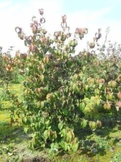 Kornoelje (Cornus Kousa 'China Girl') 25 Kornoelje (Cornus Kousa 'China Girl') -Groene Pracht cornus kousa 180 2