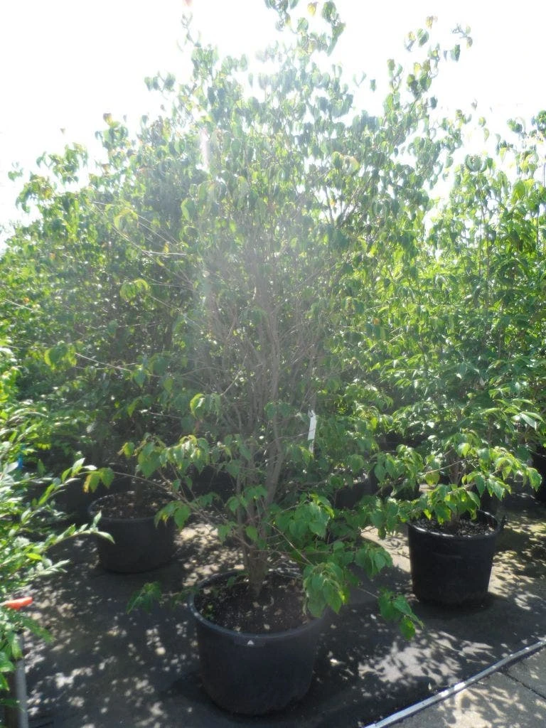 Kornoelje (Cornus Kousa 'China Girl') 12 Kornoelje (Cornus Kousa 'China Girl') - Afbeelding 10