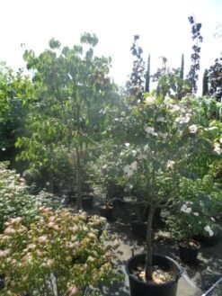 Japanse Kornoelje (Cornus Kousa) 14 Japanse Kornoelje (Cornus Kousa) -Groene Pracht cornus kousa in soorten halfstam c50