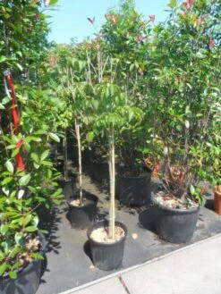 Japanse Kornoelje (Cornus Kousa) 15 Japanse Kornoelje (Cornus Kousa) -Groene Pracht cornus kousa satomi 100stam c20