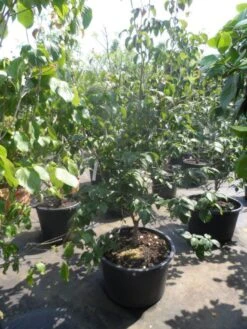 Japanse Kornoelje (Cornus Kousa) 16 Japanse Kornoelje (Cornus Kousa) -Groene Pracht cornus kousa satomi 150 175 200