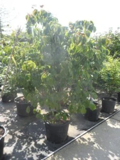 Japanse Kornoelje (Cornus Kousa) 17 Japanse Kornoelje (Cornus Kousa) -Groene Pracht cornus kousa satomi 200 225