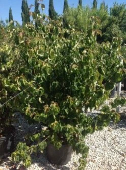 Japanse Kornoelje (Cornus Kousa 'Weisse Fontaine') 8 Japanse Kornoelje (Cornus Kousa 'Weisse Fontaine') -Groene Pracht cornuskousa125