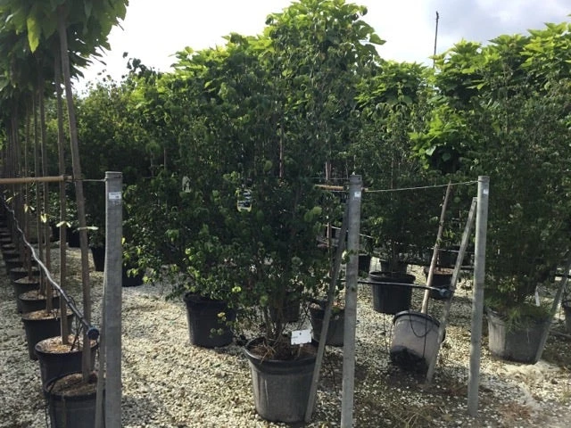 Japanse Kornoelje (Cornus Kousa 'Weisse Fontaine') 6 Japanse Kornoelje (Cornus Kousa 'Weisse Fontaine') - Afbeelding 4