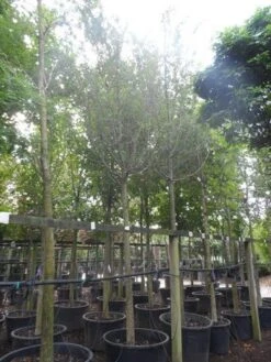 Rode Meidoorn (Crataegus Laevigata 'Paul's Scarlet') -Groene Pracht crataegus media paul s scarlet 25 30ho c350 1