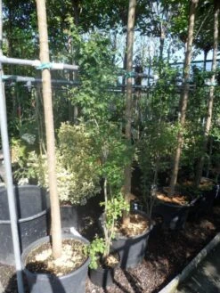 Meidoorn Als Boom (Crataegus Monogyna 'Stricta') 7 Meidoorn Als Boom (Crataegus Monogyna 'Stricta') -Groene Pracht crataegus monogyna 125 150 175 c7