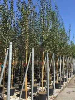 Rode Meidoorn (Crataegus Laevigata 'Paul's Scarlet') -Groene Pracht crataegus paul scarlet