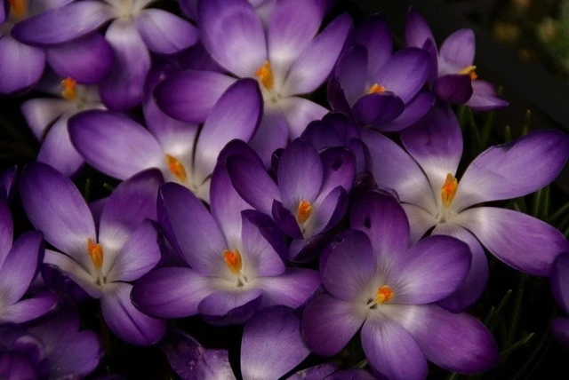 Krokus (Crocus Tommasinianus 'Ruby Giant') 3 Krokus (Crocus Tommasinianus 'Ruby Giant')