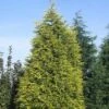 Gele Haagconifeer (Cupressocyparis Leylandii 'Gold Rider') 1 Gele Haagconifeer (Cupressocyparis Leylandii 'Gold Rider') -Groene Pracht culgride 10