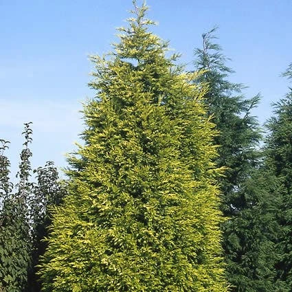 Gele Haagconifeer (Cupressocyparis Leylandii 'Gold Rider') 3 Gele Haagconifeer (Cupressocyparis Leylandii 'Gold Rider')