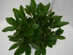 Rhododendron (Rhododendron 'Cunningham White') 25 Rhododendron (Rhododendron 'Cunningham White') -Groene Pracht cun white c2 boven