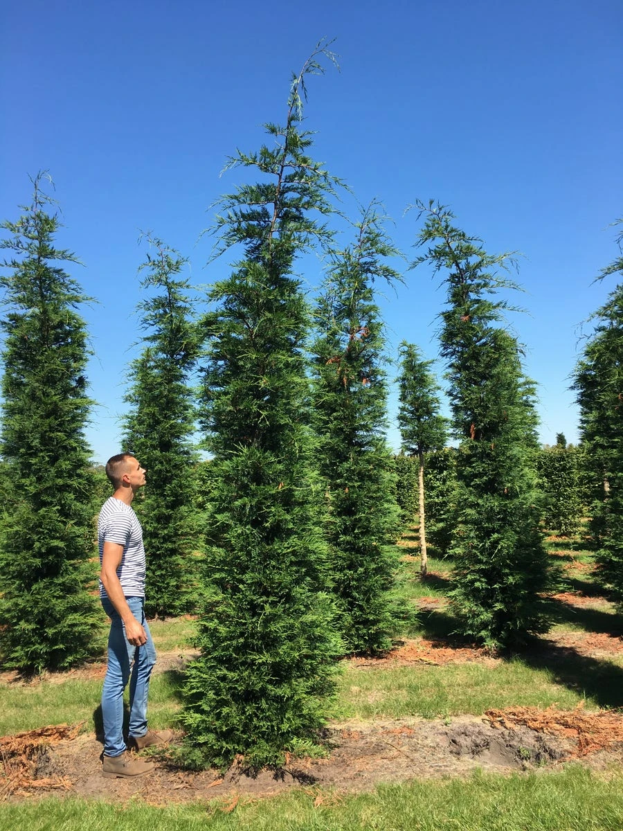 Grote Snelgroeiende Conifeer (Cupressocyparis Leylandii) 4 Grote Snelgroeiende Conifeer (Cupressocyparis Leylandii) - Afbeelding 2