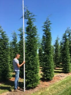 Grote Snelgroeiende Conifeer (Cupressocyparis Leylandii) 10 Grote Snelgroeiende Conifeer (Cupressocyparis Leylandii) -Groene Pracht cup leijlandii 450500