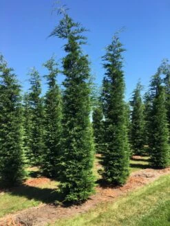 Grote Snelgroeiende Conifeer (Cupressocyparis Leylandii) 11 Grote Snelgroeiende Conifeer (Cupressocyparis Leylandii) -Groene Pracht cup leijlandii 500550