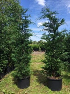 Grote Snelgroeiende Conifeer (Cupressocyparis Leylandii) 12 Grote Snelgroeiende Conifeer (Cupressocyparis Leylandii) -Groene Pracht cupressocyparis lelandii h200 250 1 1