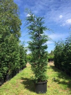 Grote Snelgroeiende Conifeer (Cupressocyparis Leylandii) 13 Grote Snelgroeiende Conifeer (Cupressocyparis Leylandii) -Groene Pracht cupressocyparis lelandii h250 300 3