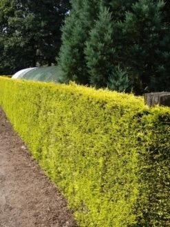 Gele Haagconifeer (Cupressocyparis Leylandii 'Gold Rider') 13 Gele Haagconifeer (Cupressocyparis Leylandii 'Gold Rider') -Groene Pracht cupressocyparis leylandii gold rider