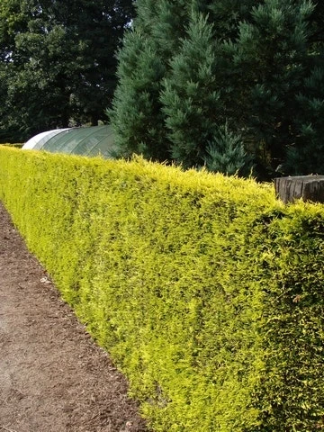 Gele Haagconifeer (Cupressocyparis Leylandii 'Gold Rider') 8 Gele Haagconifeer (Cupressocyparis Leylandii 'Gold Rider') - Afbeelding 6