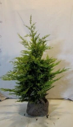 Gele Haagconifeer (Cupressocyparis Leylandii 'Gold Rider') 10 Gele Haagconifeer (Cupressocyparis Leylandii 'Gold Rider') -Groene Pracht cupressulgoldrider080 100