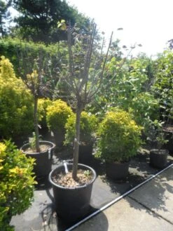 Kweepeer (Cydonia Oblonga) -Groene Pracht cydonia oblonga halfstam 14 16 18