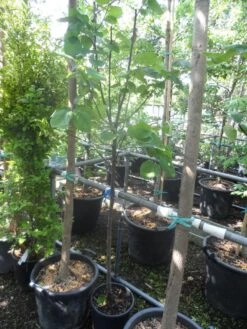 Kweepeer (Cydonia Oblonga) -Groene Pracht cydonia oblonga halfstam 5 6 8 c10