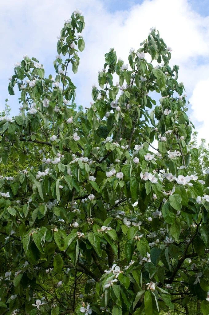 Kweepeer Als Halfstam (Cydonia Oblonga 'Vranja') 3 Kweepeer Als Halfstam (Cydonia Oblonga 'Vranja')