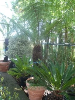 Boomvaren (Dicksonia Antarctica) 20 Boomvaren (Dicksonia Antarctica) -Groene Pracht dicksonia antarctica 100 120stam