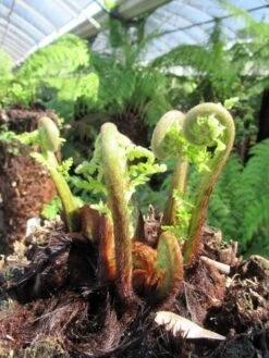 Boomvaren (Dicksonia Antarctica) 24 Boomvaren (Dicksonia Antarctica) -Groene Pracht dicksonia antarctica 3