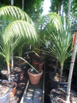 Boomvaren (Dicksonia Antarctica) 19 Boomvaren (Dicksonia Antarctica) -Groene Pracht dicksonia antarctica 40stam cont