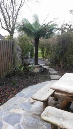 Boomvaren (Dicksonia Antarctica) 22 Boomvaren (Dicksonia Antarctica) -Groene Pracht dicksonia antartica