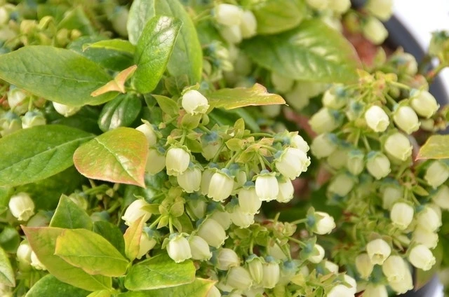 BerryBux Blauwe Bes (Vaccinium Angustifolium ’BerryBux') 4 BerryBux Blauwe Bes (Vaccinium Angustifolium ’BerryBux') - Afbeelding 2