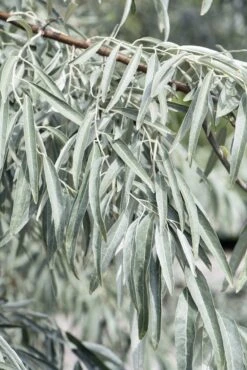 Smalbladige Olijfwilg Als Boom (Elaeagnus Angustifolia) 7 Smalbladige Olijfwilg Als Boom (Elaeagnus Angustifolia) -Groene Pracht elaeagnus angustifolia