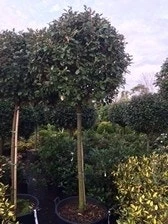 Olijfwilg Op Stam (Elaeagnus Ebbingei) 7 Olijfwilg Op Stam (Elaeagnus Ebbingei) - Afbeelding 5