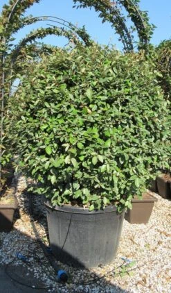 Olijfwilg Als Bol (Elaeagnus Ebbingei 'Compacta') 24 Olijfwilg Als Bol (Elaeagnus Ebbingei 'Compacta') -Groene Pracht elaeagnus ebbingei 100 110 bol