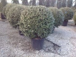 Olijfwilg Als Bol (Elaeagnus Ebbingei 'Compacta') 22 Olijfwilg Als Bol (Elaeagnus Ebbingei 'Compacta') -Groene Pracht elaeagnus ebbingei 100 110cm bol