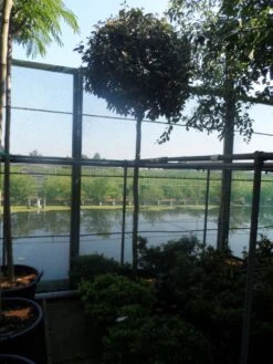 Olijfwilg Als Boom (Elaeagnus Ebbingei) 11 Olijfwilg Als Boom (Elaeagnus Ebbingei) -Groene Pracht elaeagnus ebbingei 12 14ho cont