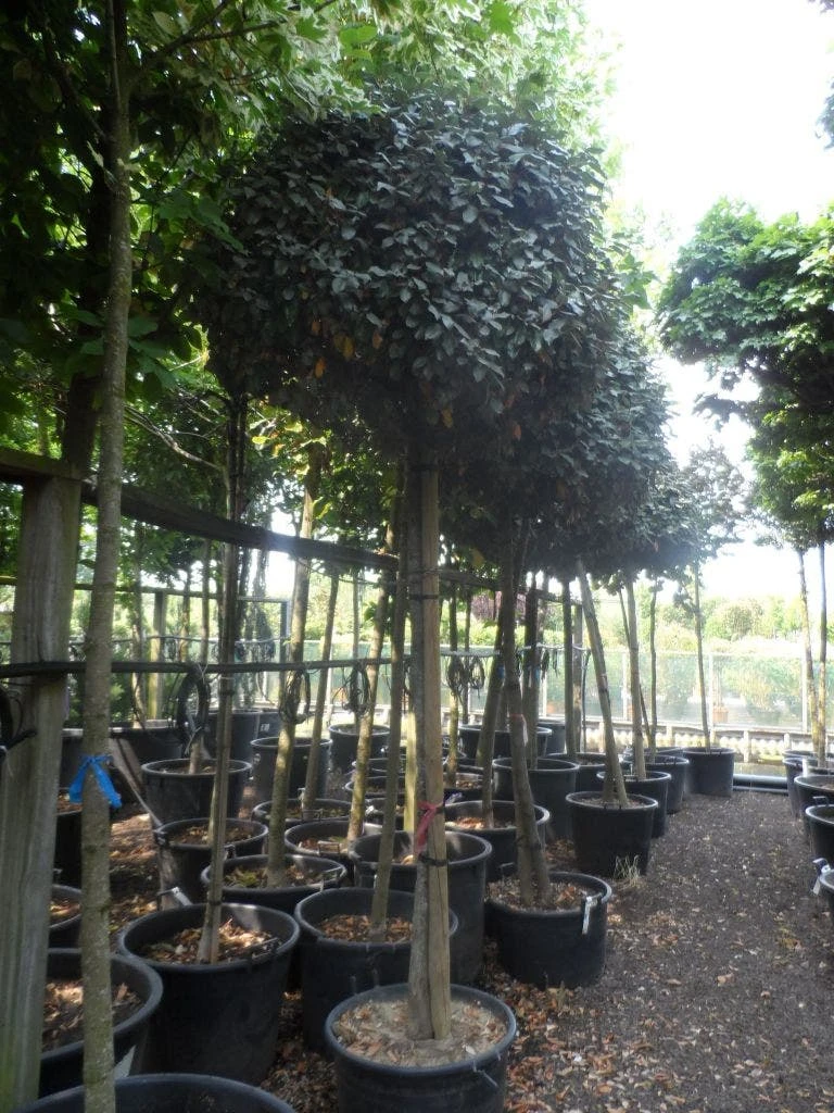 Olijfwilg Op Stam (Elaeagnus Ebbingei) 6 Olijfwilg Op Stam (Elaeagnus Ebbingei) - Afbeelding 4