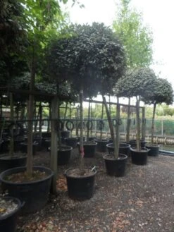 Olijfwilg Als Boom (Elaeagnus Ebbingei) 12 Olijfwilg Als Boom (Elaeagnus Ebbingei) -Groene Pracht elaeagnus ebbingei 14 16 18ho c130 2