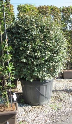 Olijfwilg Als Bol (Elaeagnus Ebbingei 'Compacta') 29 Olijfwilg Als Bol (Elaeagnus Ebbingei 'Compacta') -Groene Pracht elaeagnus ebbingei bol 1