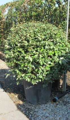 Olijfwilg Als Bol (Elaeagnus Ebbingei 'Compacta') 26 Olijfwilg Als Bol (Elaeagnus Ebbingei 'Compacta') -Groene Pracht elaeagnus ebbingei bol 3 1