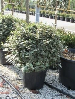 Olijfwilg Als Bol (Elaeagnus Ebbingei 'Compacta') 28 Olijfwilg Als Bol (Elaeagnus Ebbingei 'Compacta') -Groene Pracht elaeagnus ebbingei bol 70 cm