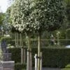 Olijfwilg Als Boom (Elaeagnus Ebbingei) -Groene Pracht elaeagnus x ebbingei01