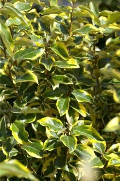 Bontbladige Olijfwilg Als Boom (Elaeagnus Ebbingei 'Gilt Edge') -Groene Pracht elaeagnusgiltedgev01
