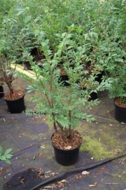 Kardinaalshoed (Euonymus Alatus) -Groene Pracht euonymus alatus 1